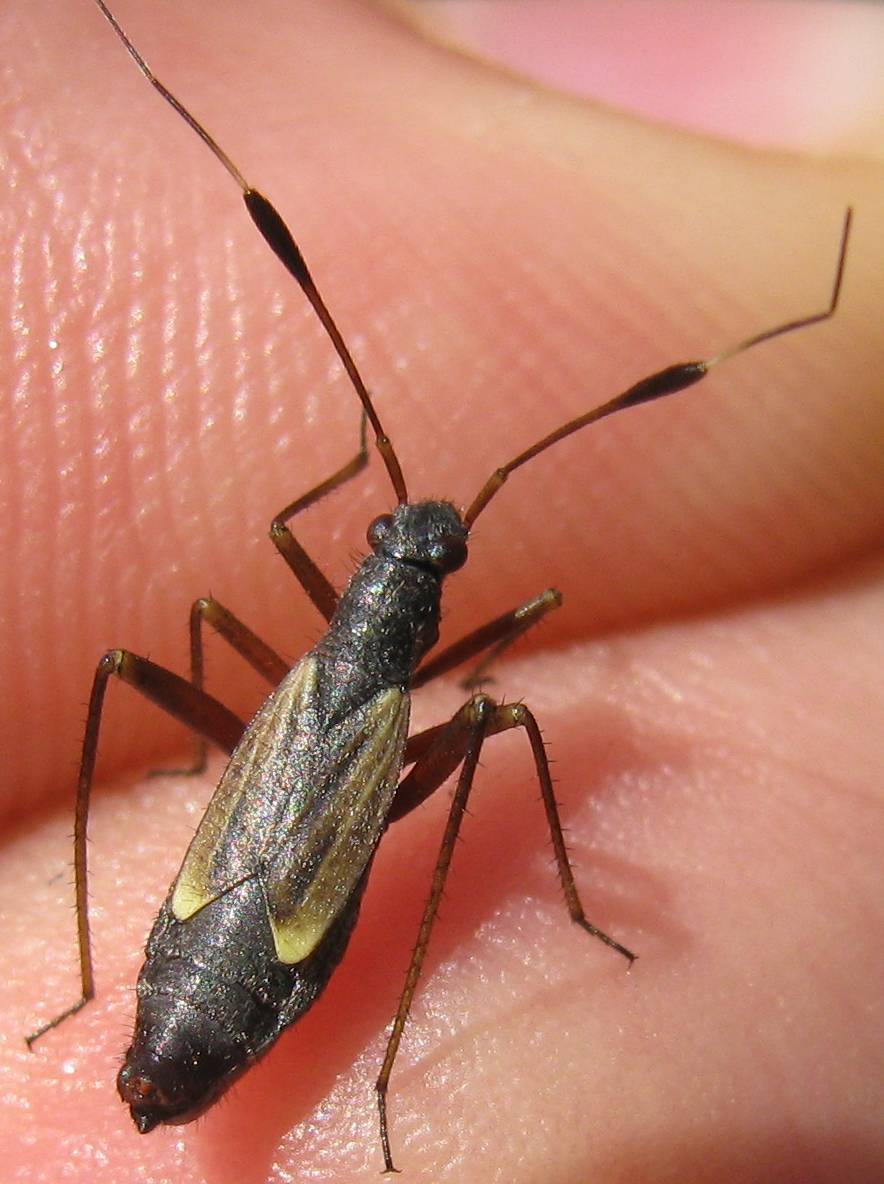 Miridae: Aphanosoma italicum found in Turkey (Istanbul)